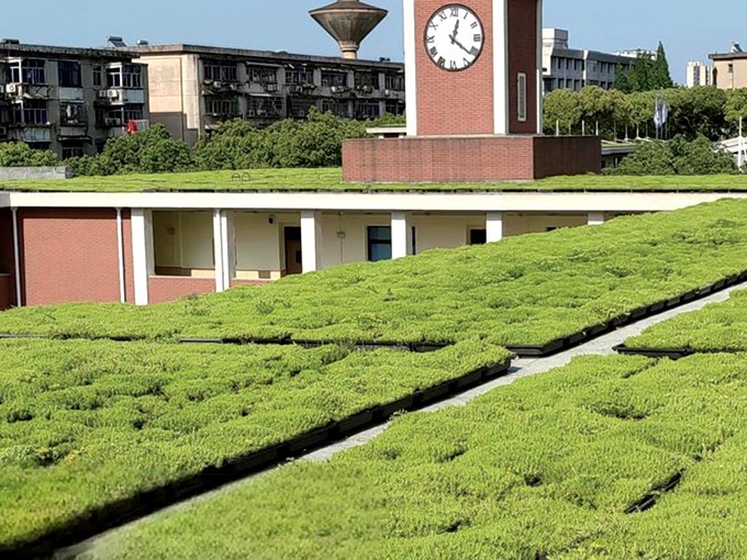 School rooftop greening