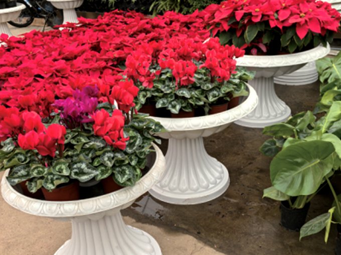 Municipal road greening