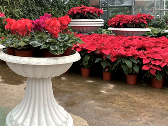 Flower market stores