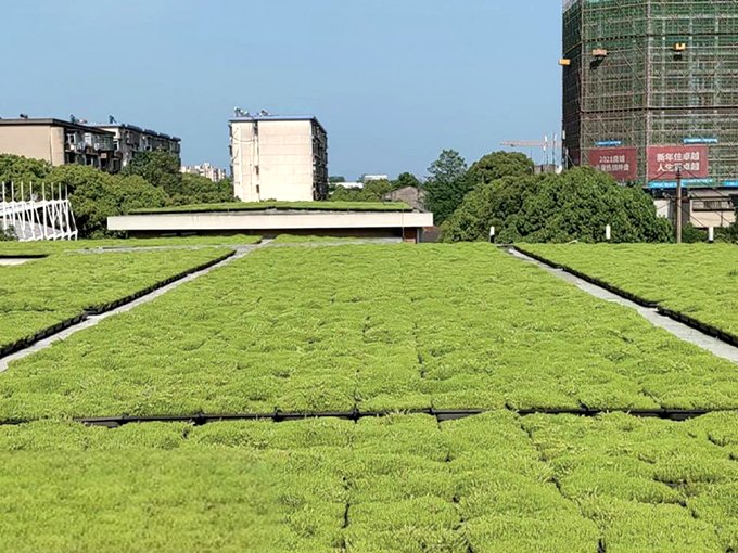 School rooftop greening