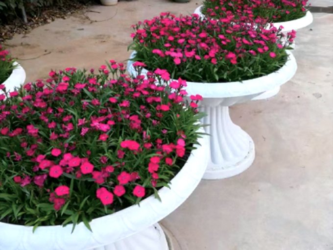 Municipal road greening