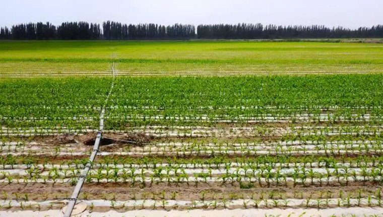 Setting a new benchmark for efficient and intelligent manufacturing: Qingdao Xinrun Drip Irrigation's core production line leads the industry with a speed of 450m/min.