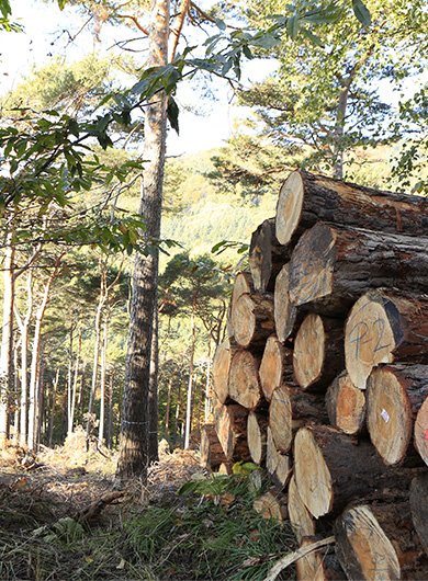Forestry